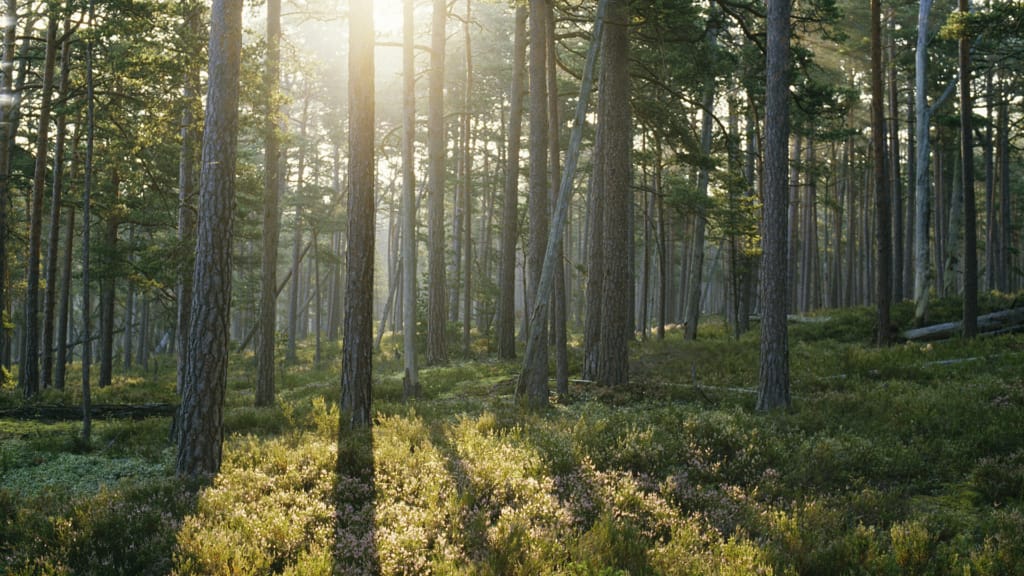 Soluppgång i grön skog